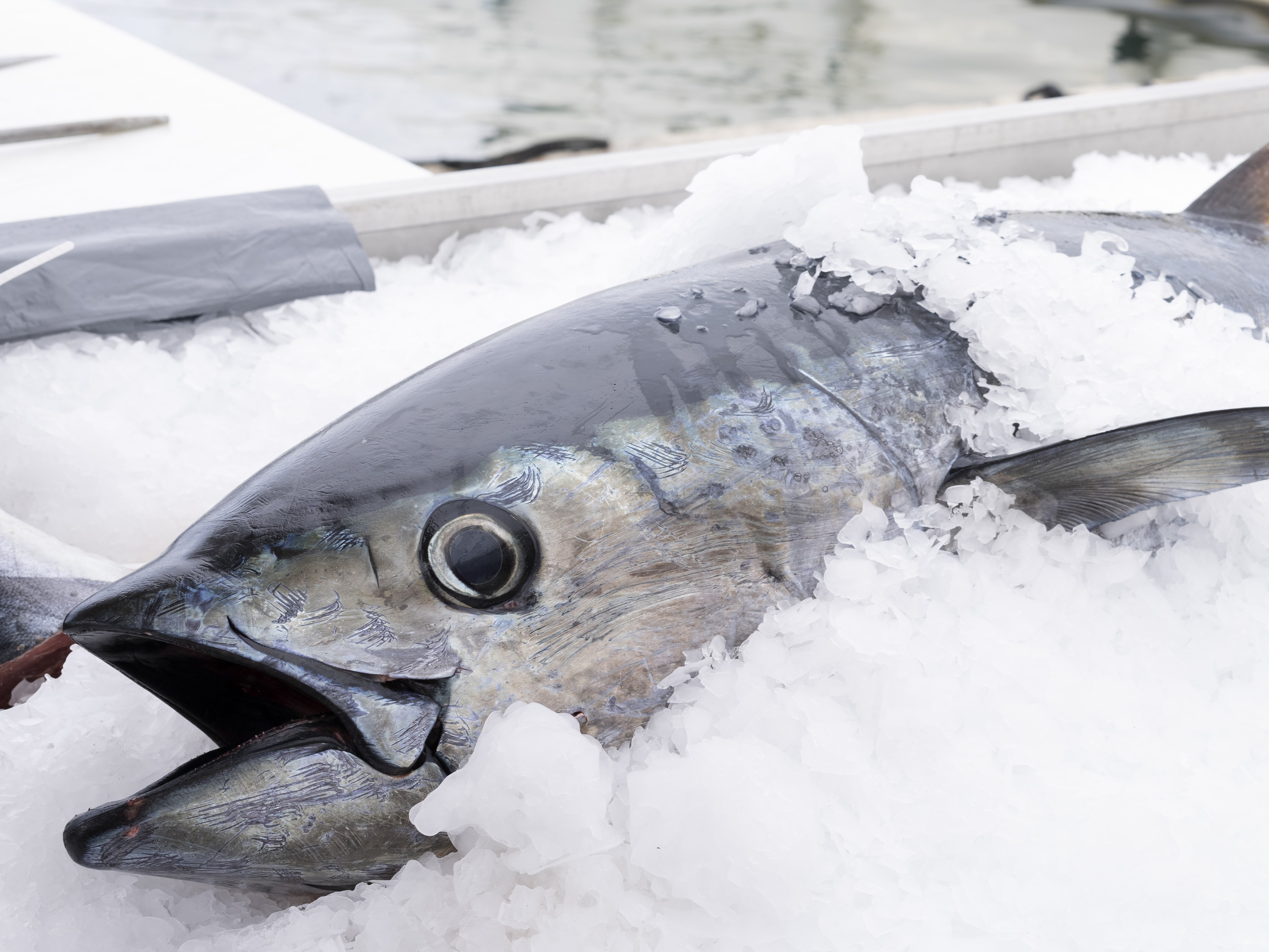 Frozen tuna exports to Japan tripled